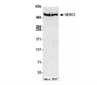 Western Blot: HERC1 Antibody [NBP1-05969]