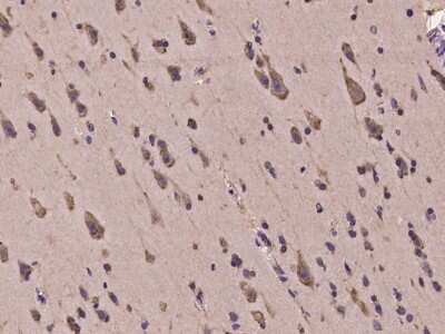 Immunohistochemistry-Paraffin: HERC2 Antibody [NBP2-98017]
