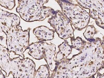 Immunohistochemistry-Paraffin: HERC2 Antibody [NBP2-98017]