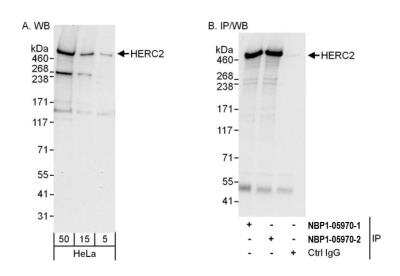 Immunoprecipitation: HERC2 Antibody [NBP1-05970]