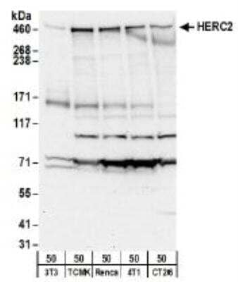 Western Blot: HERC2 Antibody [NBP1-05970]