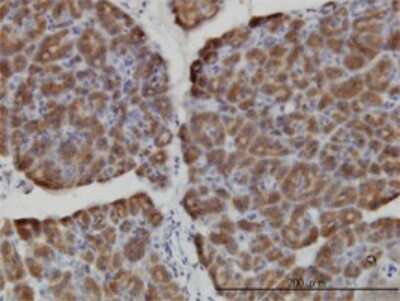 Immunohistochemistry-Paraffin: HERC3 Antibody (2C1) [H00008916-M01]