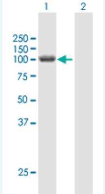 Western Blot: HERC3 Antibody [H00008916-B01P-50ug]