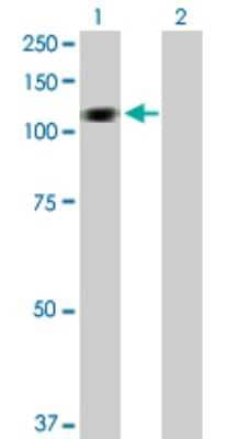 Western Blot: HERC3 Antibody [H00008916-D01P]