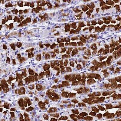 Immunohistochemistry-Paraffin: HERC4 Antibody [NBP1-91984]