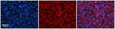 Immunohistochemistry-Paraffin: HERC4 Antibody [NBP3-10568]