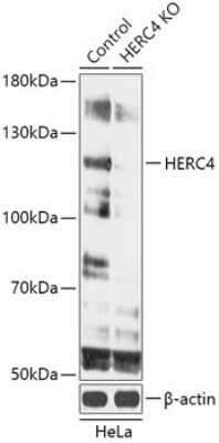 Knockout Validated: HERC4 Antibody - Azide and BSA Free [NBP3-03715]