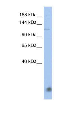 Western Blot: HERC5 Antibody [NBP1-58101]