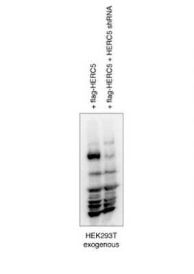 Western Blot: HERC5 Antibody [NBP1-58102]