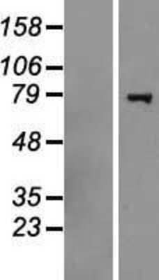 Western Blot: HERC6 Overexpression Lysate [NBP2-06902]