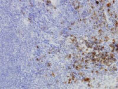 Immunohistochemistry-Paraffin: HERPUD1 Antibody (2G7) [H00009709-M04]