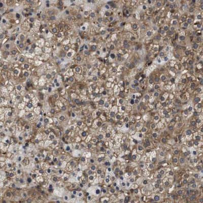 Immunohistochemistry-Paraffin: HERPUD2 Antibody [NBP1-83605]