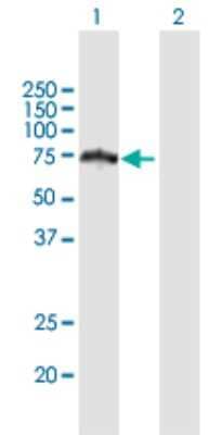 Western Blot: HERPUD2 Antibody [H00064224-B01P]