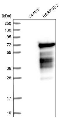 Western Blot: HERPUD2 Antibody [NBP1-83605]