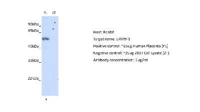 Western Blot: HERV Antibody [NBP2-86666]