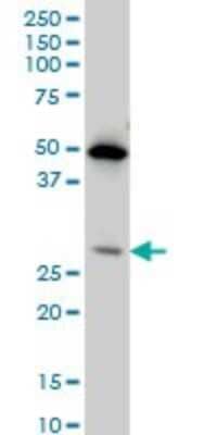 Western Blot: HES-1 Antibody (3A3) [H00003280-M02]