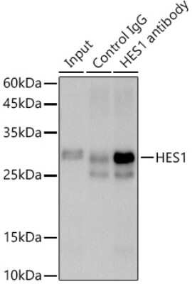 Immunoprecipitation: HES-1 Antibody (9I2E8) [NBP3-15320]