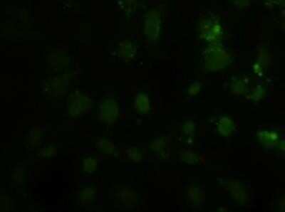 Immunocytochemistry/ Immunofluorescence: HES-1 Antibody (OTI4H1) - Azide and BSA Free [NBP2-70937]