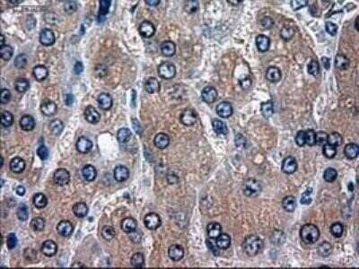 Immunohistochemistry: HES-1 Antibody (OTI4H1) - Azide and BSA Free [NBP2-70937]