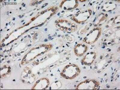 Immunohistochemistry-Paraffin: HES-1 Antibody (OTI4H1) [NBP1-47791]