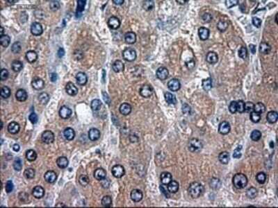 Immunohistochemistry-Paraffin: HES-1 Antibody (OTI4H1) [NBP1-47791]