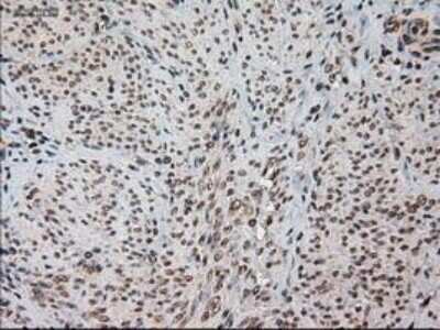 Immunohistochemistry-Paraffin: HES-1 Antibody (OTI4H1) [NBP1-47791]