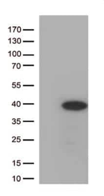 Western Blot: HES-1 Antibody (OTI4H1) [NBP1-47791]