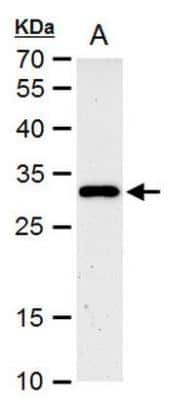 Western Blot: HES-1 Antibody [NBP1-30912]