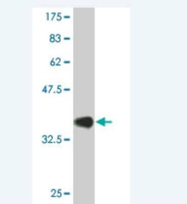 Western Blot: HES2 Antibody (4H6) [H00054626-M01]