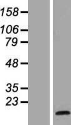 Western Blot: HES5 Overexpression Lysate [NBL1-11512]