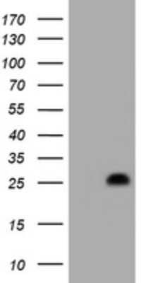 Western Blot: HES6 Antibody (OTI1D6) [NBP2-45971]