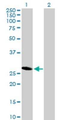 Western Blot: HES6 Antibody [H00055502-B01P]