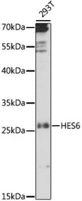 Western Blot: HES6 AntibodyAzide and BSA Free [NBP3-04548]