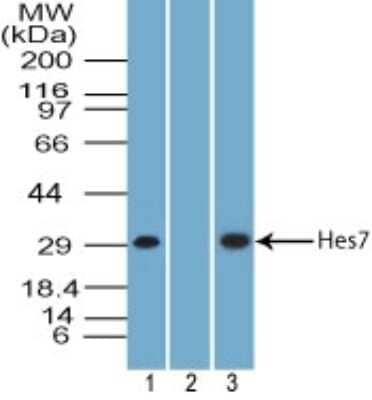 Western Blot: HES7 Antibody [NBP2-27417]