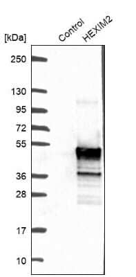 Western Blot: HEXIM2 Antibody [NBP1-93876]