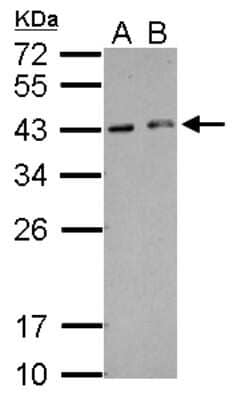 Western Blot: HEXIM2 Antibody [NBP2-16812]