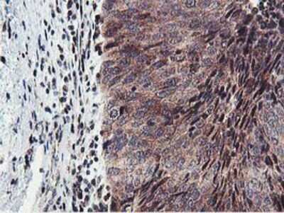 Immunohistochemistry: HEXO Antibody (OTI1B3) - Azide and BSA Free [NBP2-72312]