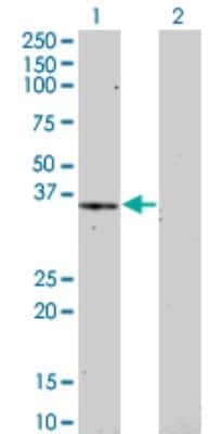 Western Blot: HEY1 Antibody (3B3) [H00023462-M01]