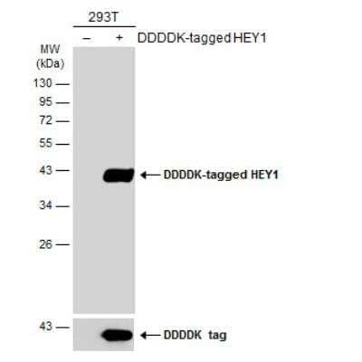 Western Blot: HEY1 Antibody [NBP2-16818]