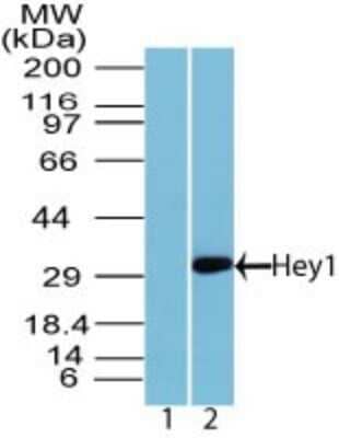 Western Blot: HEY1 Antibody [NBP2-27152]