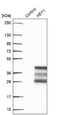 Western Blot: HEY1 Antibody [NBP2-47436]