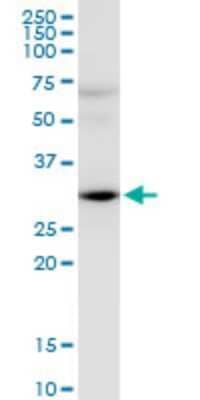 Western Blot: HEY2 Antibody (2B10) [H00023493-M02]