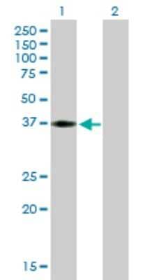 Western Blot: HEY2 Antibody [H00023493-B01P]