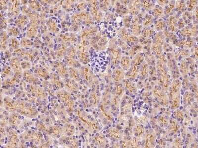 Immunohistochemistry-Paraffin: HFE Antibody [NBP2-99531]