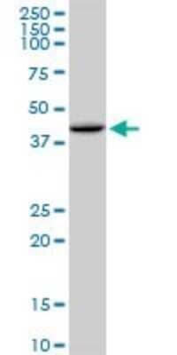 Western Blot: HFE Antibody [H00003077-B01P]