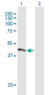Western Blot: HFE Antibody [H00003077-B01P]