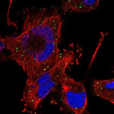 Immunocytochemistry/ Immunofluorescence: HFM1 Antibody [NBP1-81954]