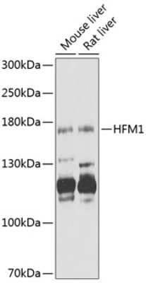 Western Blot: HFM1 AntibodyBSA Free [NBP3-04563]