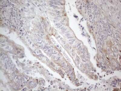 Immunohistochemistry: HGF Antibody (OTI1D2) [NBP2-45972]