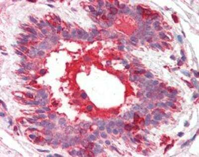 Immunohistochemistry-Paraffin: HGF Antibody (7-2) - BSA Free [NBP1-19182]